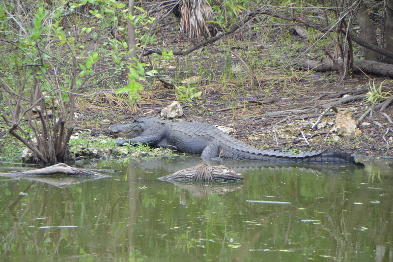 Alligator Removal