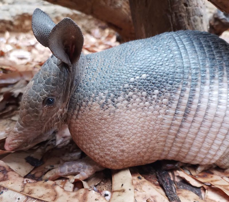 Armadillo Removal