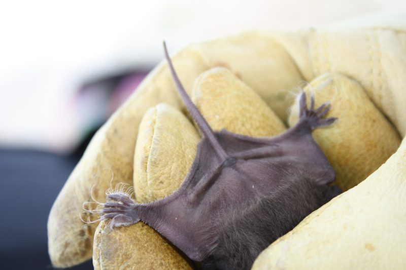 Bat Removal