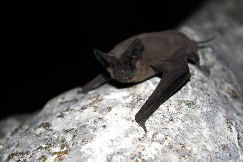 Brazilian (Mexican) free-tailed bat