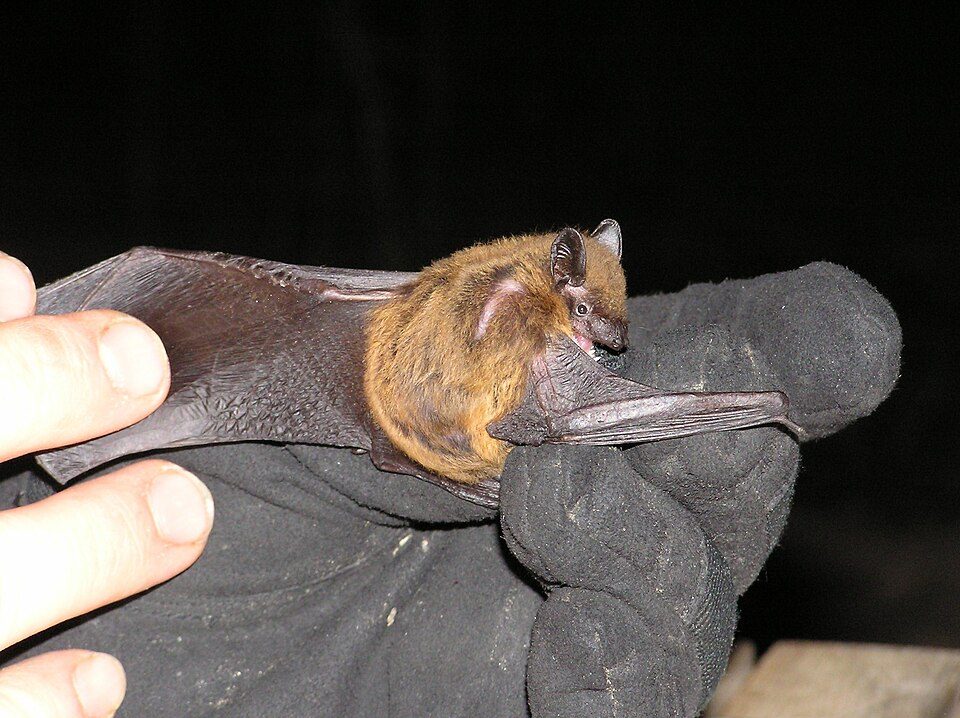 Evening bat