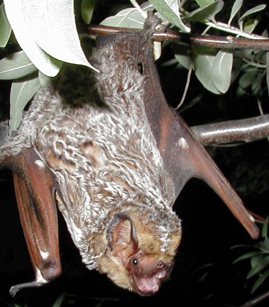 Hoary bat
