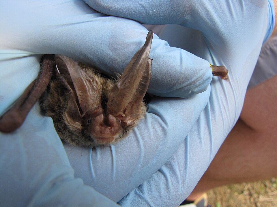 Rafinesque's big-eared bat