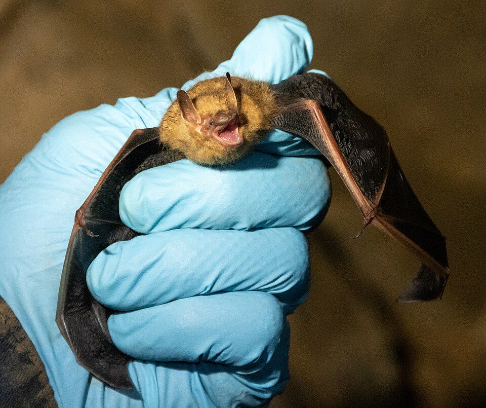 Tricolored bat
