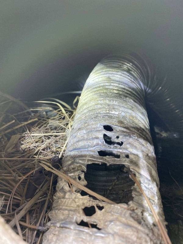 Bird Removal