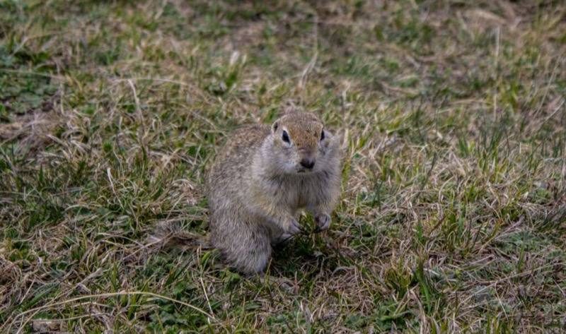 Gopher Removal