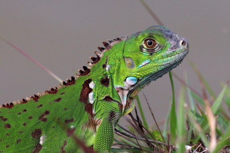 Iguana Control