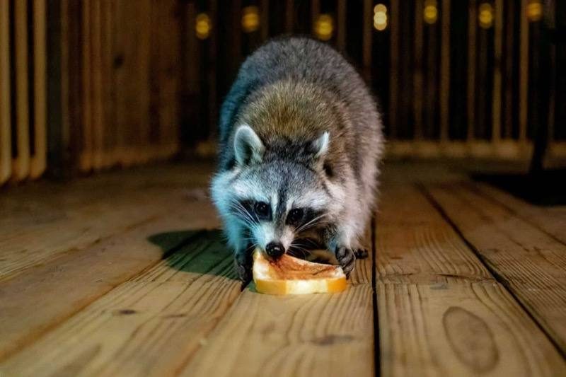 Raccoon Removal