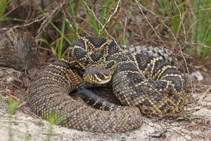 Snake Removal